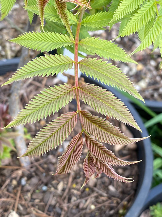 Sorbaria sorbifolia - False Spiraea