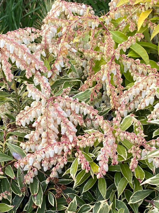 Pieris japonica 'Variegata'