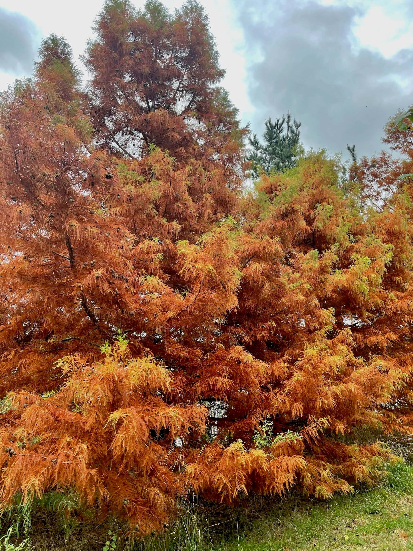 Taxodium distichum - Swamp Cypress