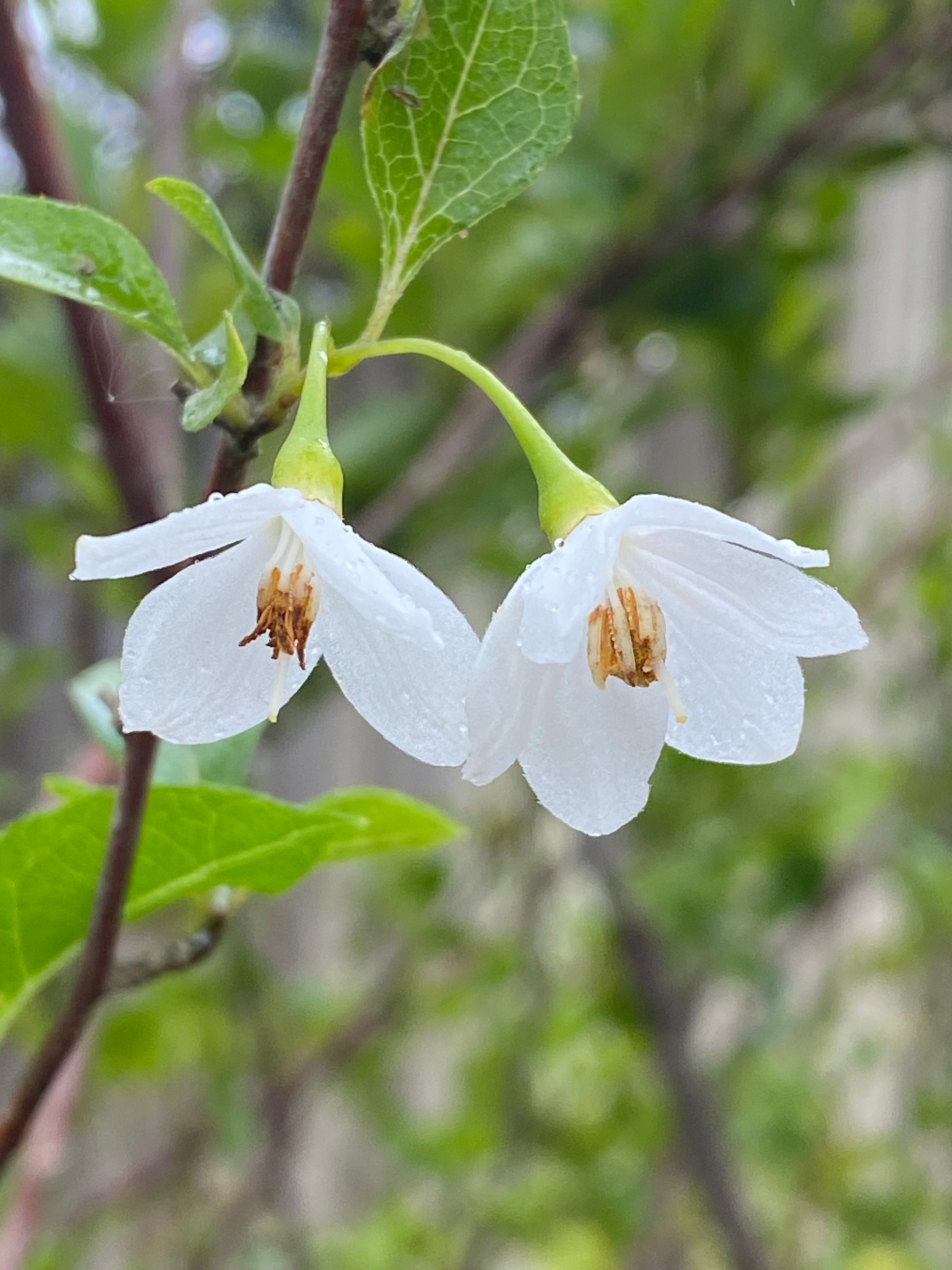 Styrax japonica - Japanese Snowbell – Elswood Rare Plants