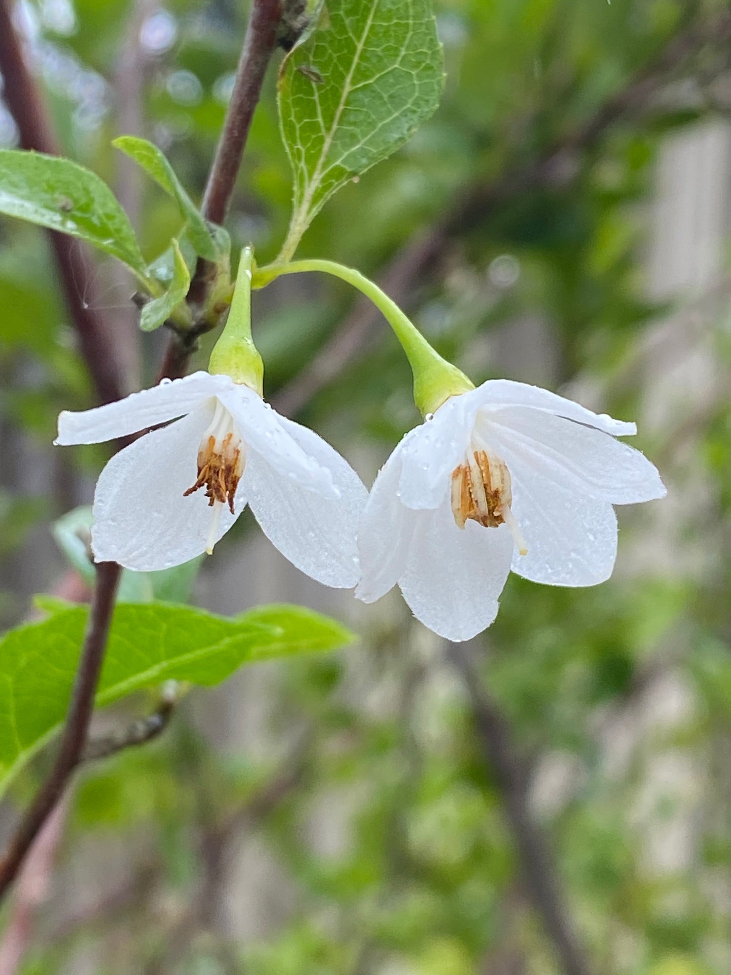 Styrax japonica - Japanese Snowbell