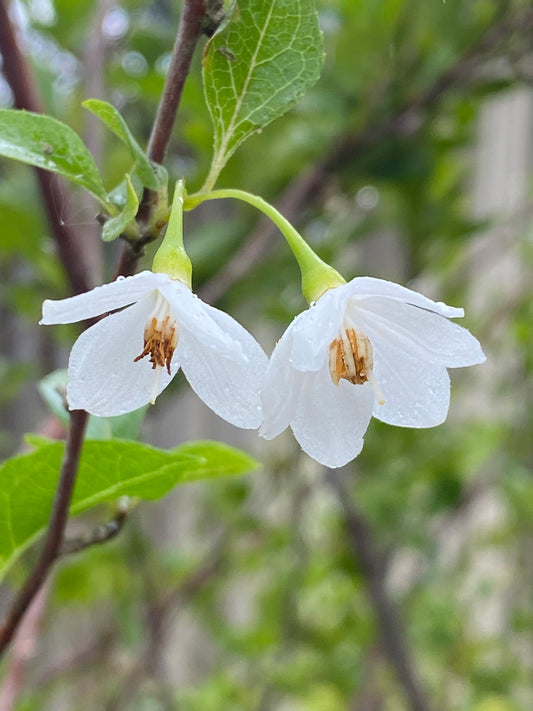 Styrax japonica - Japanese Snowbell