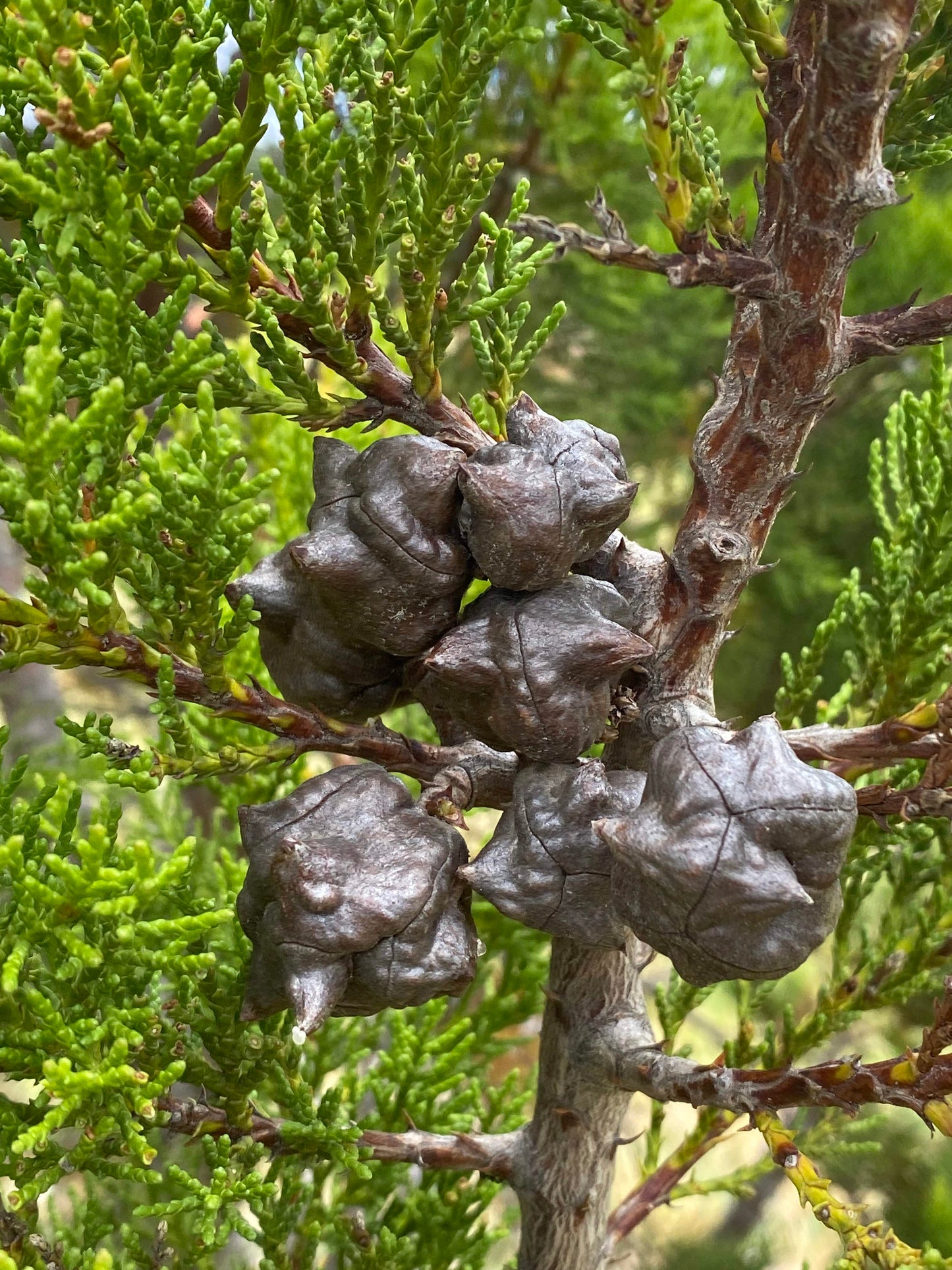 Widdringtonia cedarbergensis - Clanwilliam Cedar