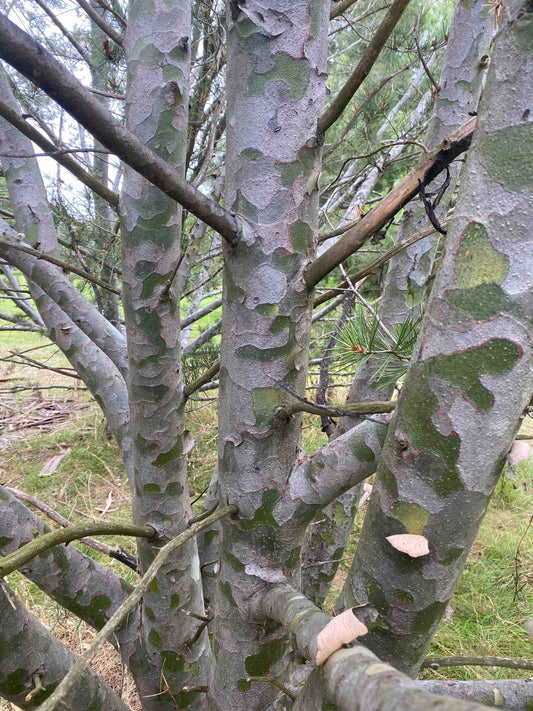Pinus bungeana - Lacebark Pine