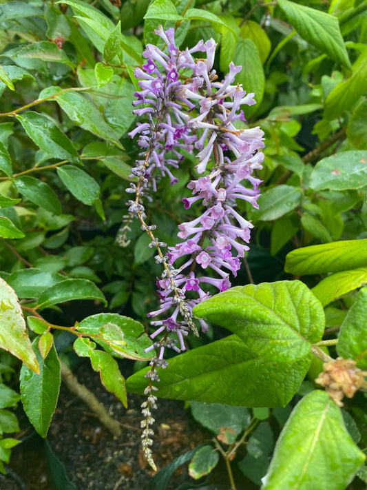 Buddleja lindleyana - Weeping Butterfly Bush