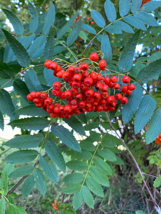 Sorbus aucuparia - Rowen