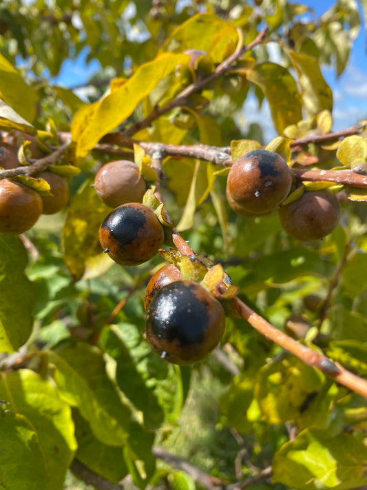 Diospyros lotus - Date Plum