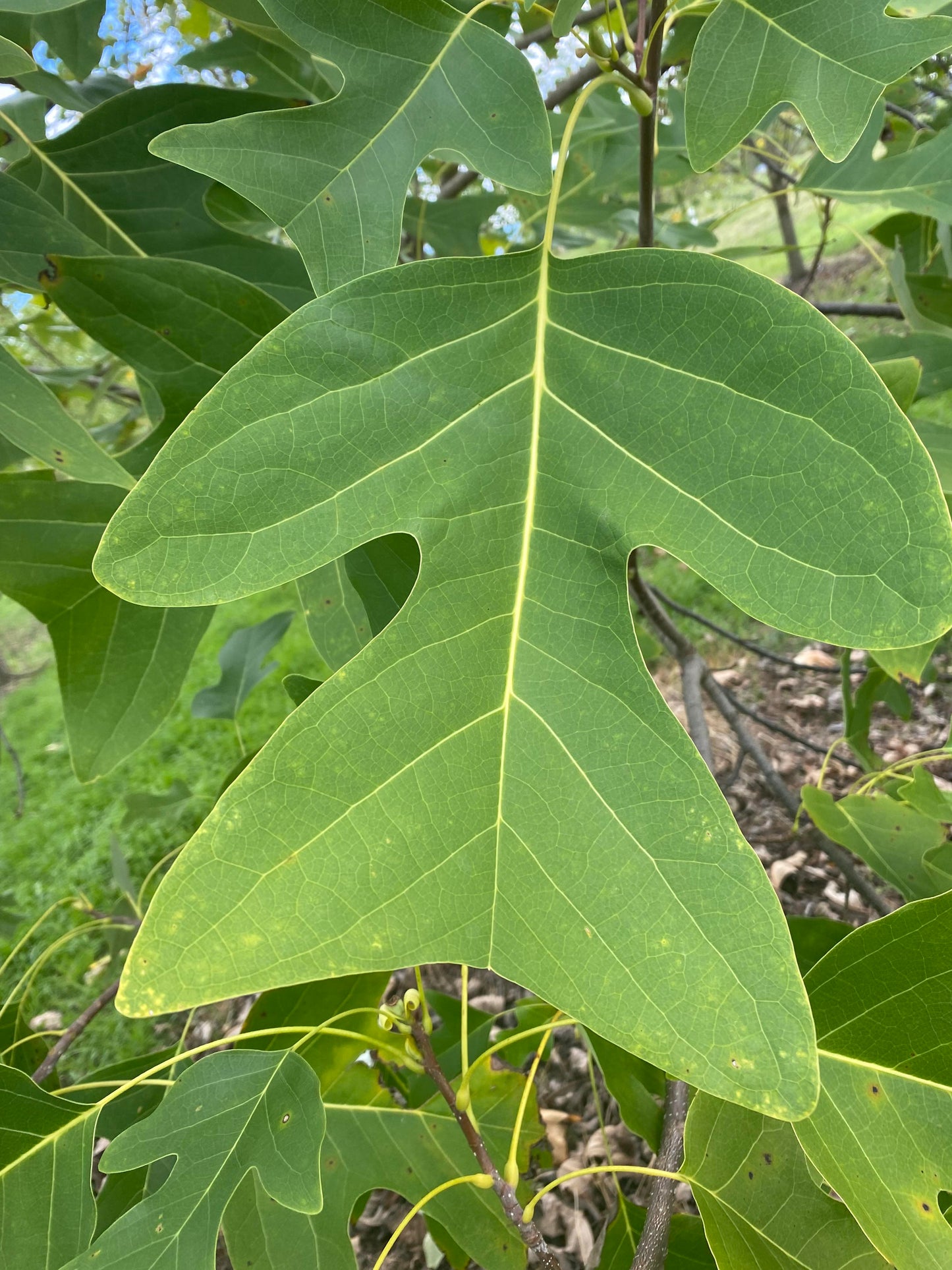 Liriodendron chinense - Chinese Tulip Tree