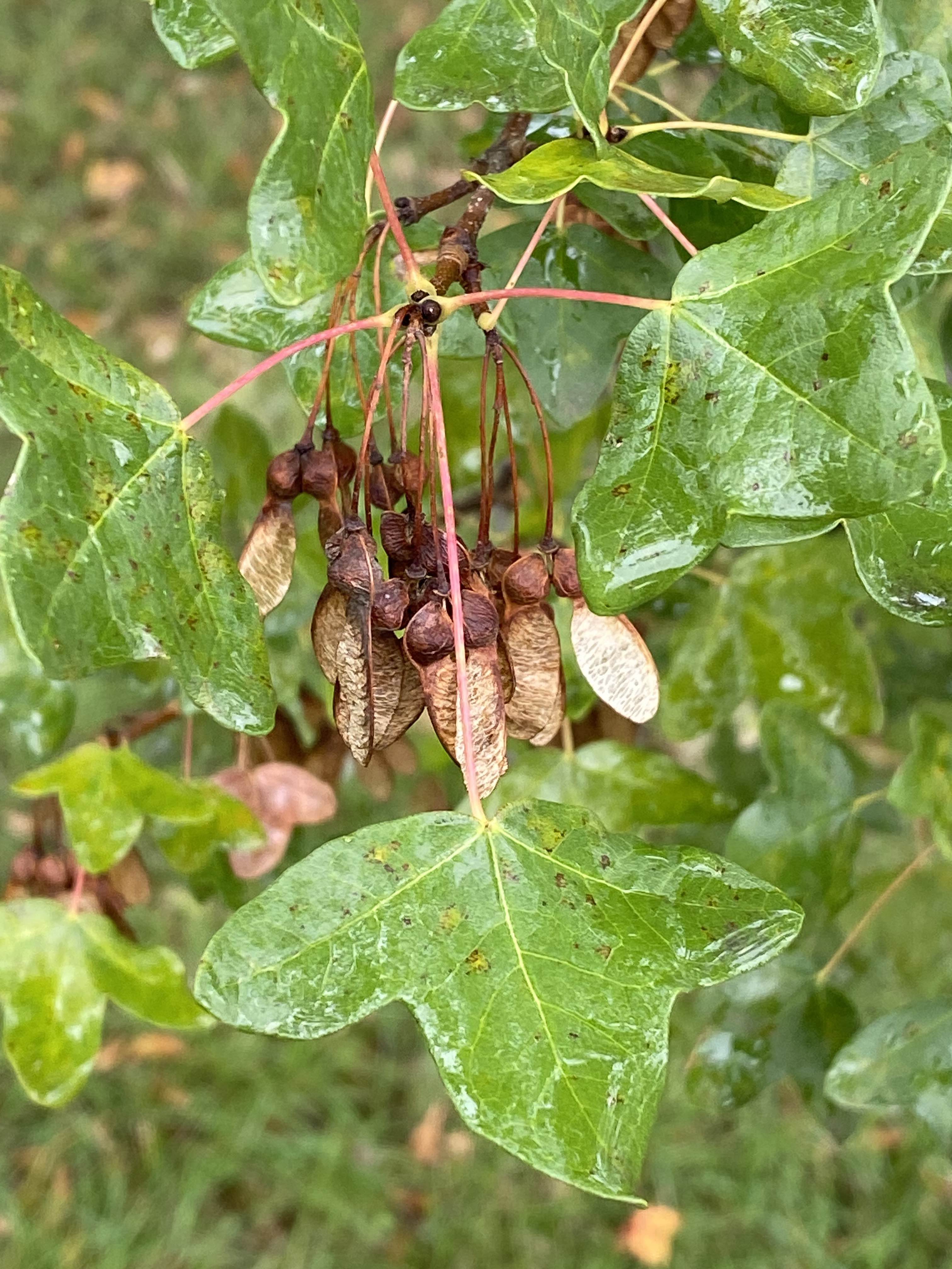 Rare Plants Currently Available – Elswood Rare Plants