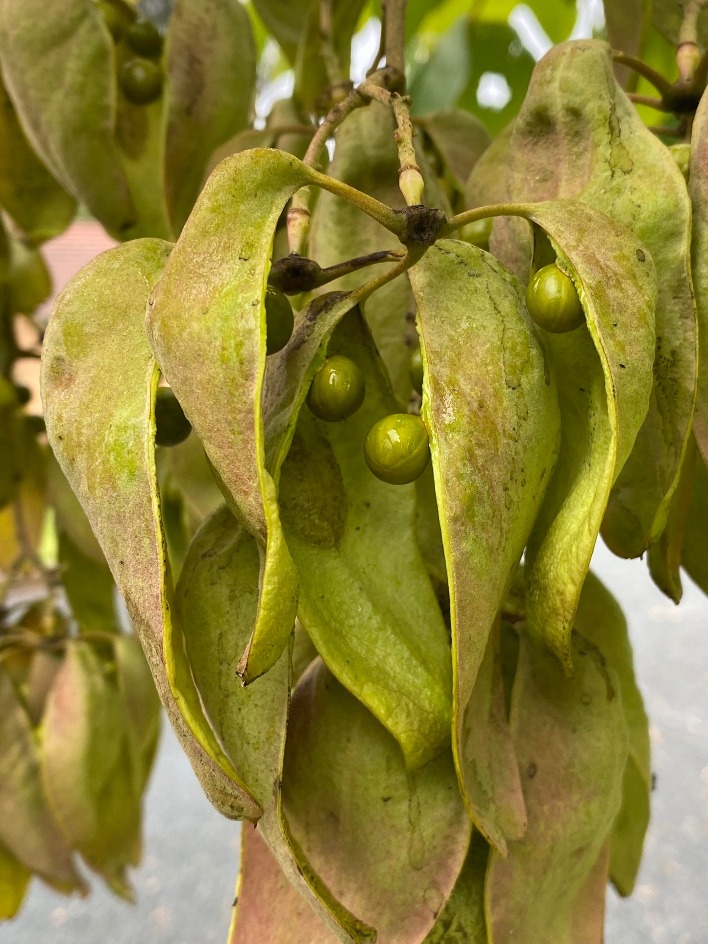Firmiana simplex - Chinese Parasol Tree