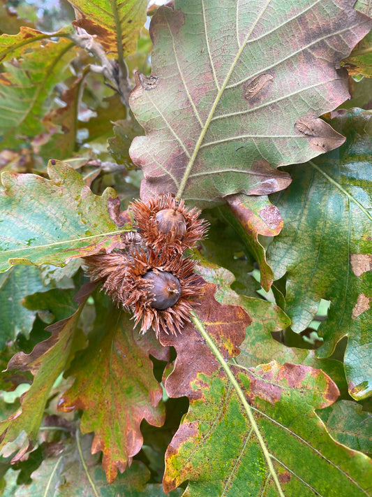 Quercus dentata - Daimyo Oak or Japanese Emperor Oak
