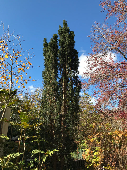 Taxus baccata 'Fastigiata' - Irish Yew