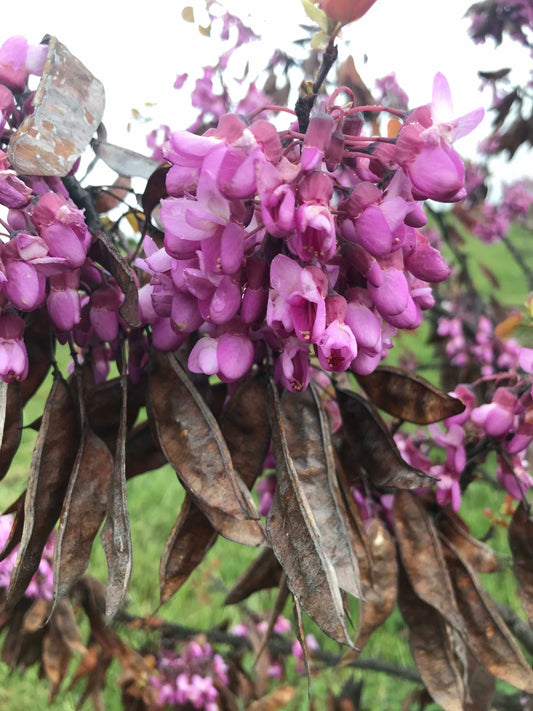 Cercis siliquastrum - Judas Tree