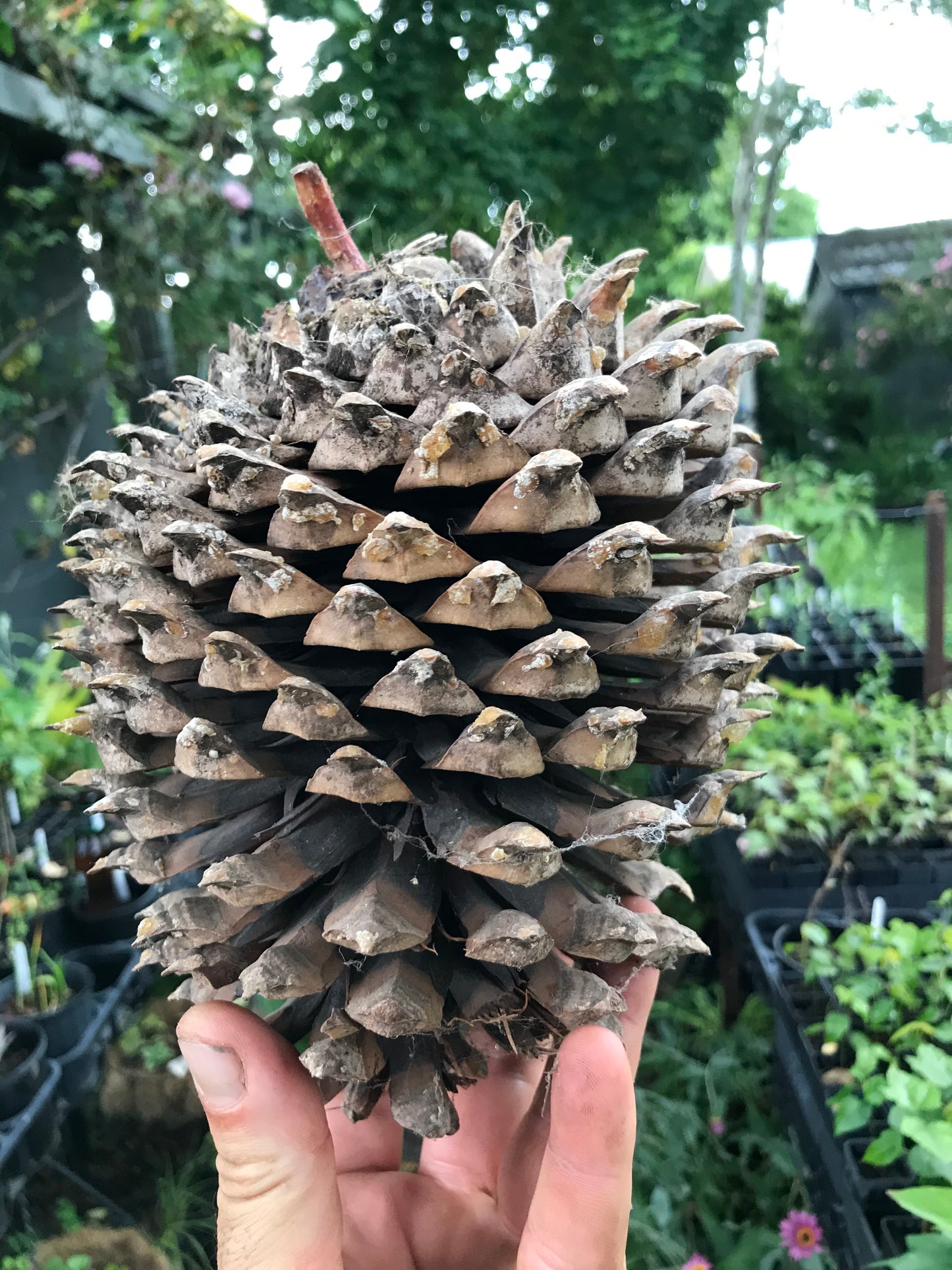 Pinus sabiniana - Californian Foothill Pine