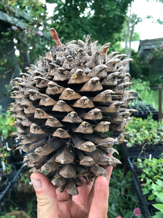 Pinus sabiniana - Californian Foothill Pine