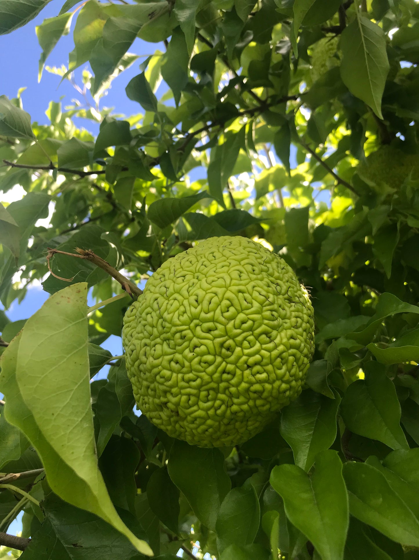 Maclura pomifera - Osage Orange
