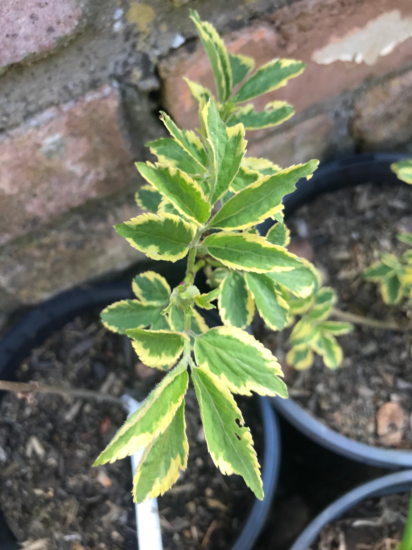 Sambucus nigra ‘Marginata' - Variegated Elderberry