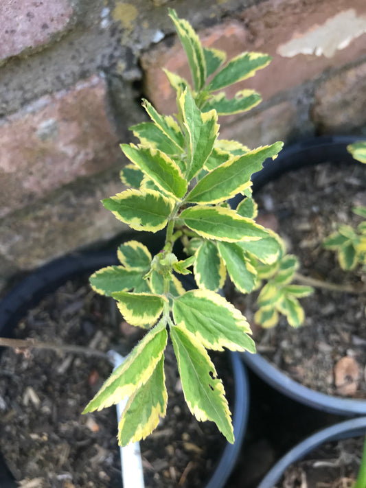 Sambucus nigra ‘Marginata' - Variegated Elderberry
