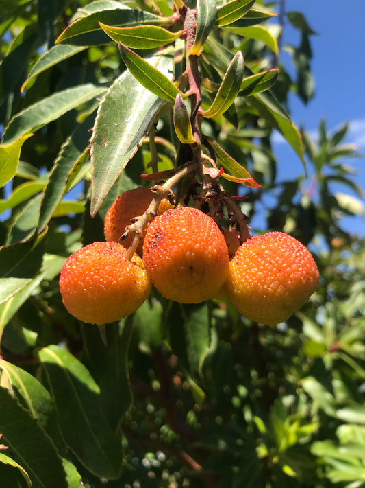 Arbutus canariensis - Canary Mandrone