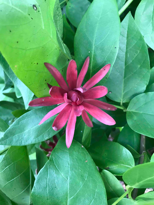 Calycanthus floridus - Carolina Allspice