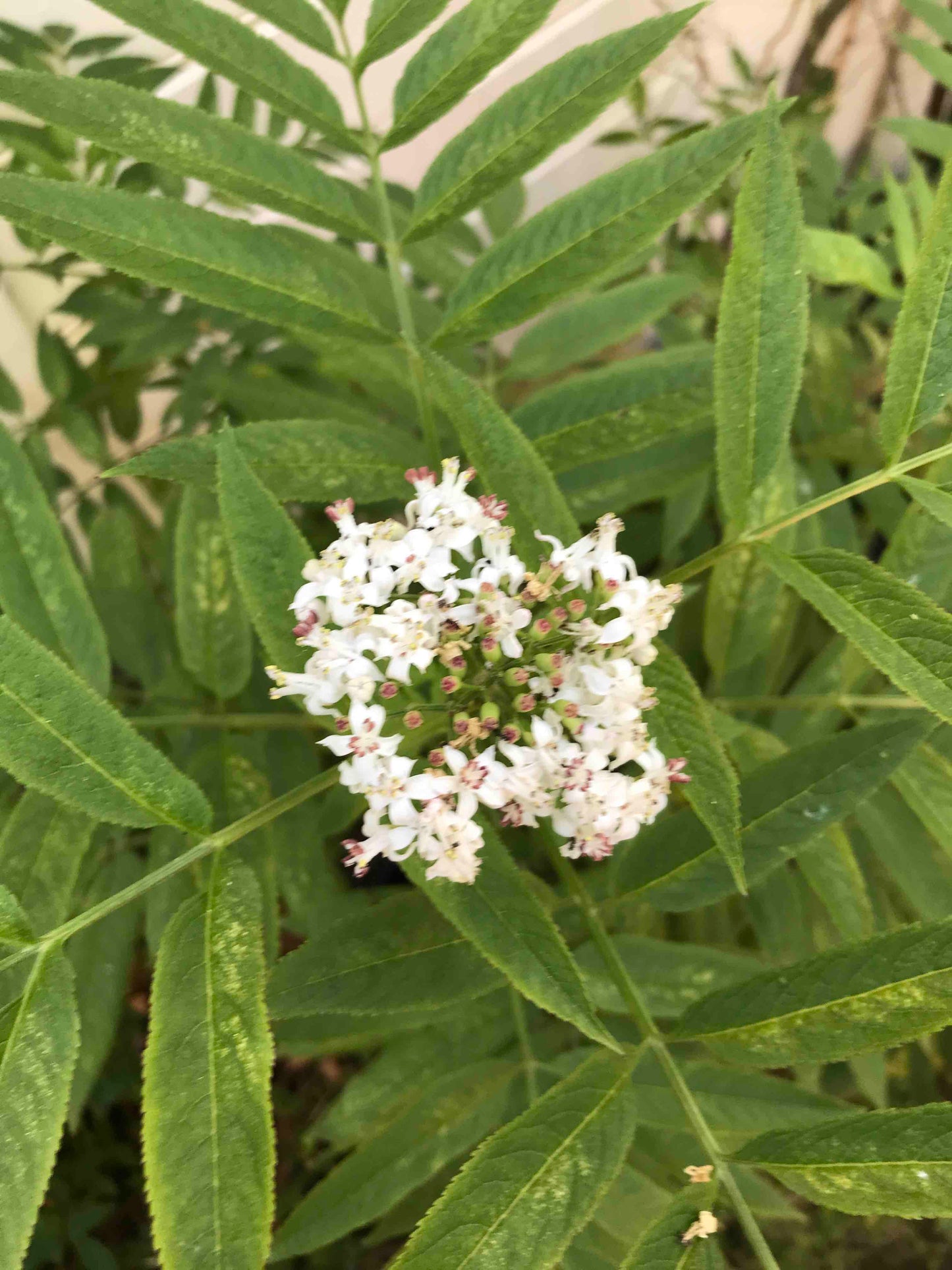 Sambucus ebulus - Danewort