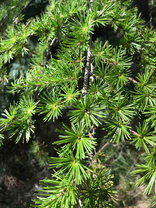 Larix kaempferi - Japanese Larch