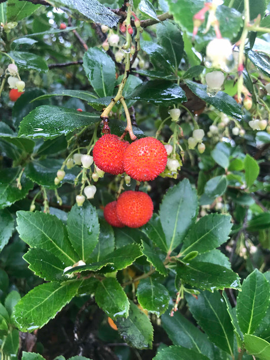 Arbutus unedo - Irish Strawberry Tree