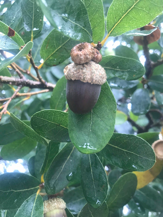 Quercus engelmannii - Mesa Oak