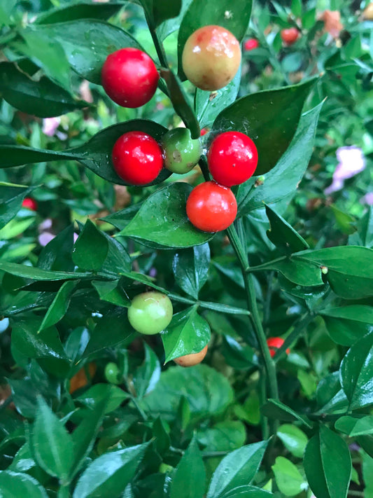 Ruscus aculeatus - Butchers Broom