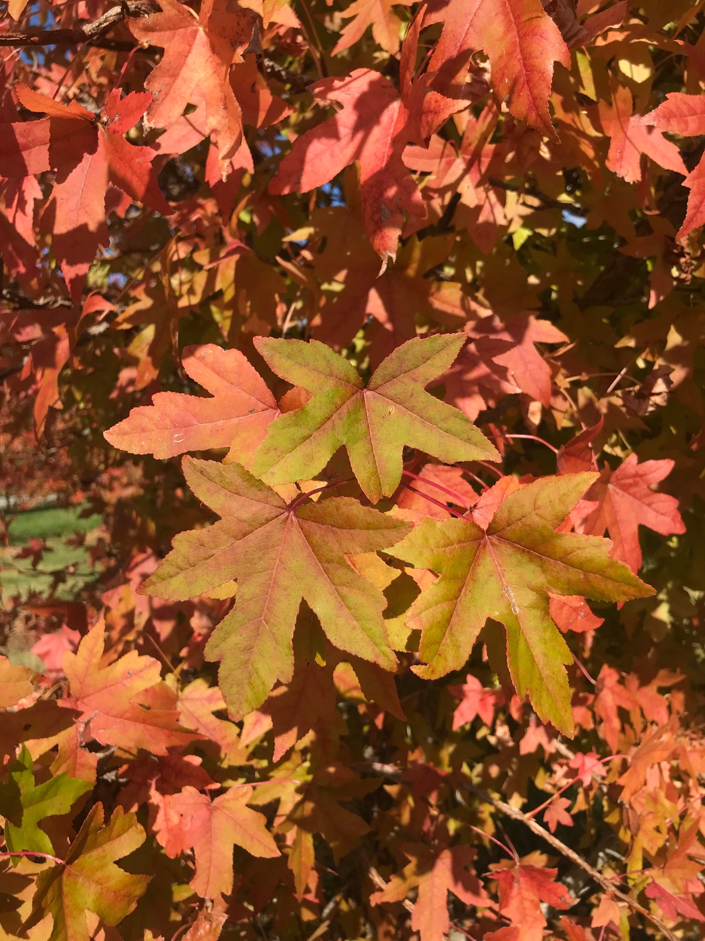 Liquidambar orientalis - Oriental Sweetgum