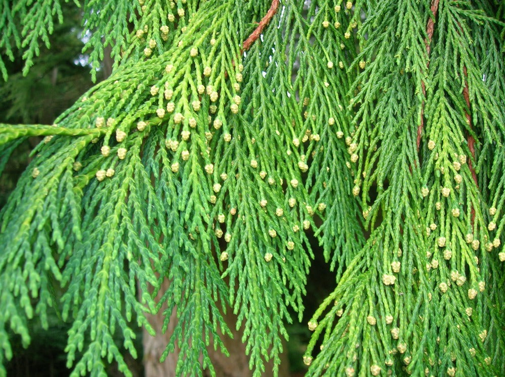 Lawsons Cypress