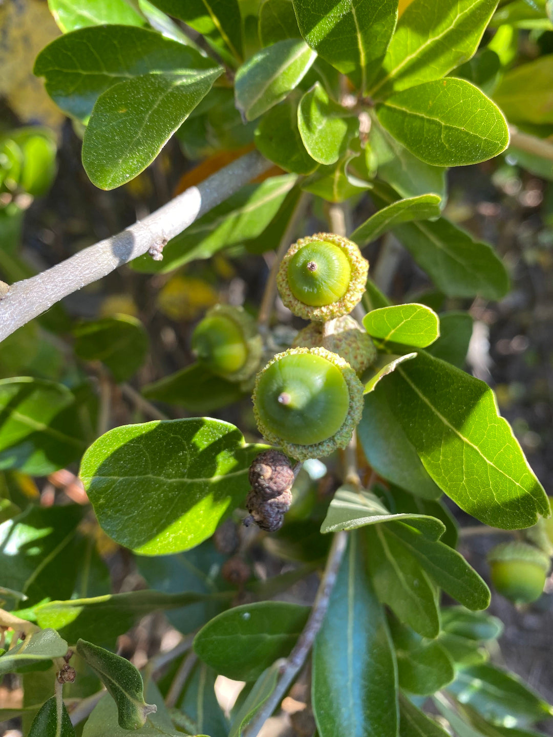Close up of the acorns found on the Myrtle Oak