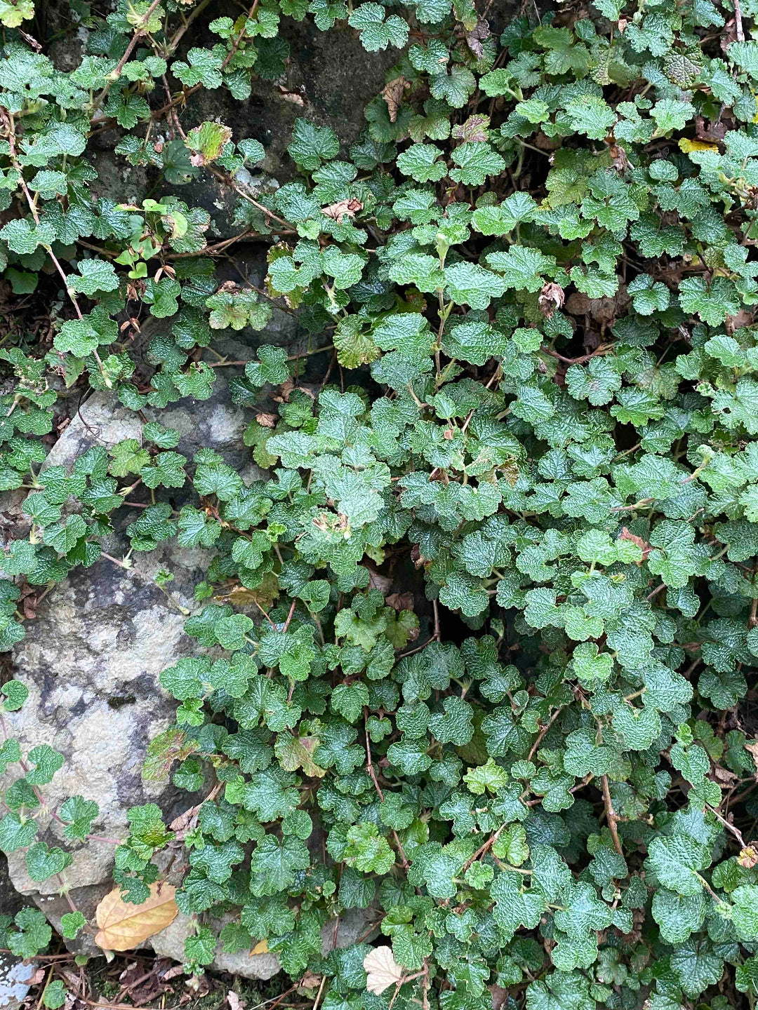 Close up of the Taiwanese Creeping Bramble